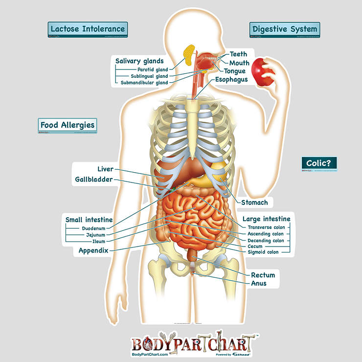 Simplified Digestive System Labeled Decal | Shop Fathead Anatomical
