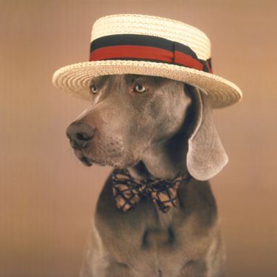 Stanley by William Wegman