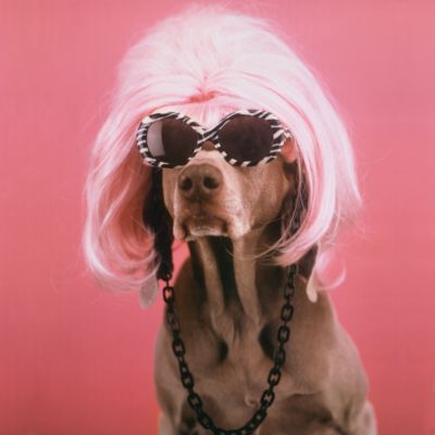 Glamour Puss by William Wegman