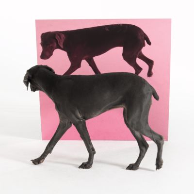 Trotsky by William Wegman