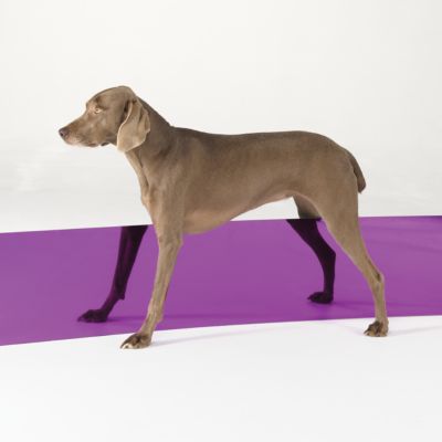 Leg Wand by William Wegman