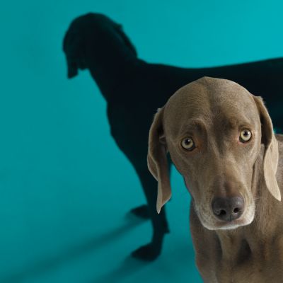 Blue Wednesday by William Wegman