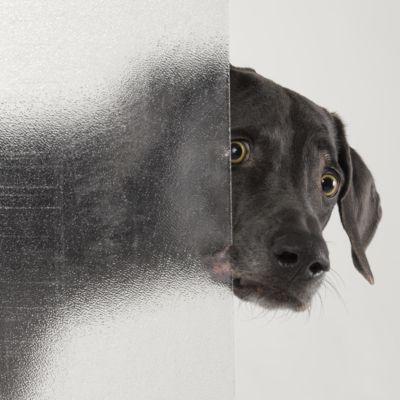 Psycho by William Wegman