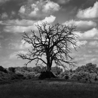 Dead Cottonwood Tree in a Cloud Shadow by Keith Dotson