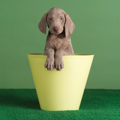 Crow"s Nest by William Wegman