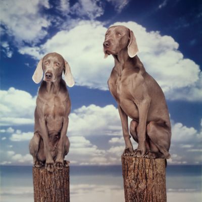 Pylon Dog On by William Wegman
