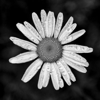 Rain Splashed Daisy by Keith Dotson