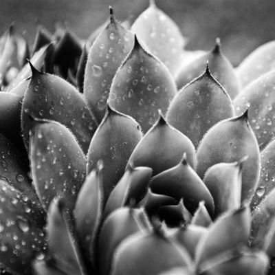 Raindrop Contemplation by Keith Dotson