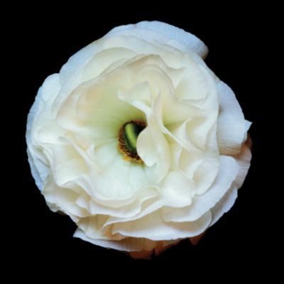 Ranunculus #1 by Christopher Beane