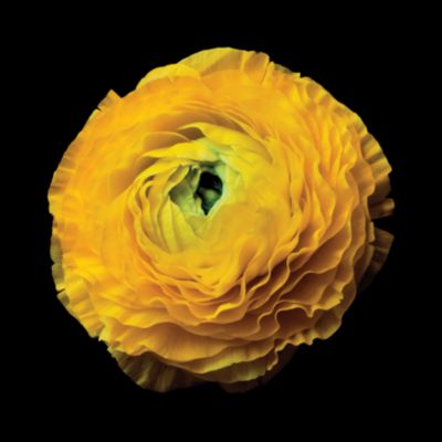 Ranunculus #3 by Christopher Beane - Christopher Beane - SM/ART Fine Art