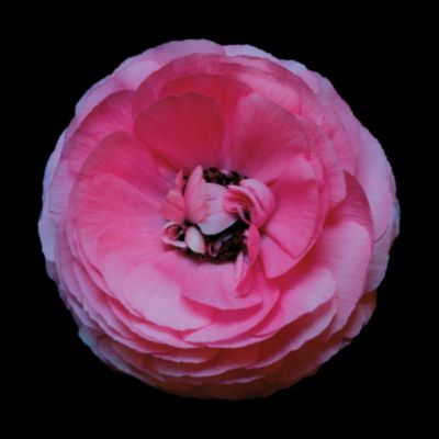 Ranunculus #4 by Christopher Beane