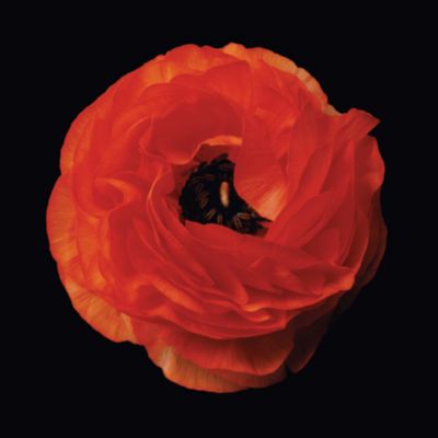 Ranunculus #5 by Christopher Beane