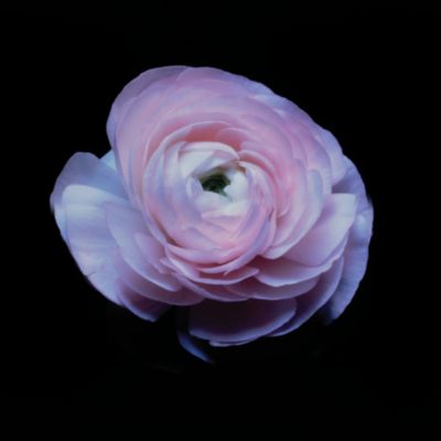 Ranunculus #6 by Christopher Beane