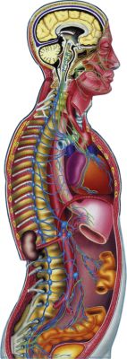 BodyPartChart Official Site Biology Diagrams