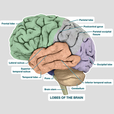 Brain Lobes - Labeled - BodyPartChart Official Site