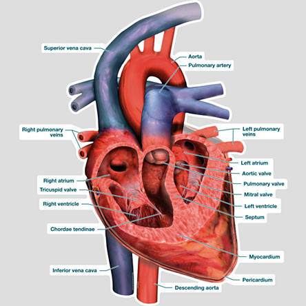 Heart Cross Section - Labeled - BodyPartChart Official Site