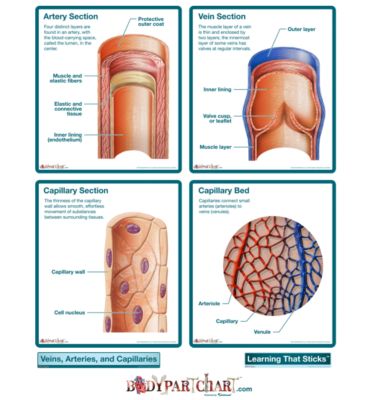 circulatory system veins. the circulatory system veins.