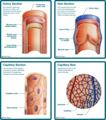 arteries veins and capillaries diagram. arteries and veins diagram.