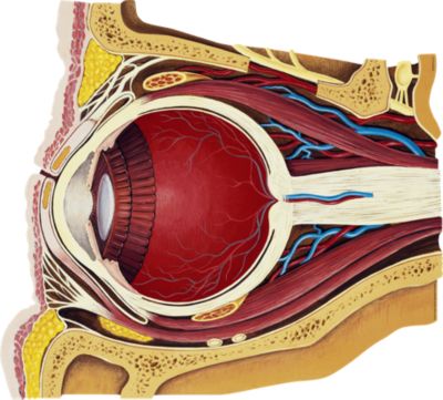 Eye Muscles and Nerves - BodyPartChart Official Site