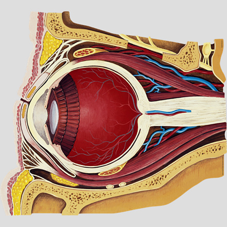 Eye Muscles and Nerves - BodyPartChart Official Site