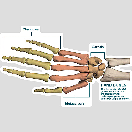 Hand Bone Groups - Labeled - BodyPartChart Official Site