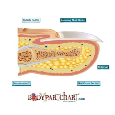 sagittal section of the nail