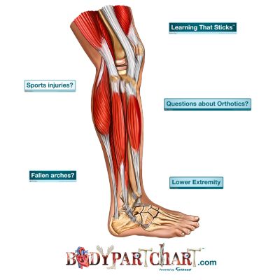 Lower Extremity - BodyPartChart Official Site
