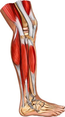 Lower Extremity - BodyPartChart Official Site