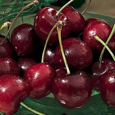Dark Sweet Cherries at Christmas