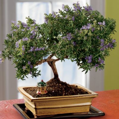 Rosemary Bonsai