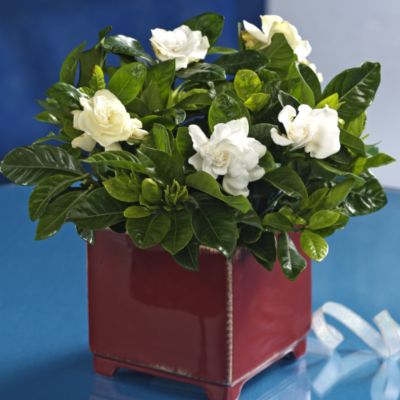 Fragrant Gardenia Plant Gift