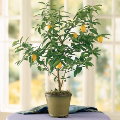 Patio Lemon Tree