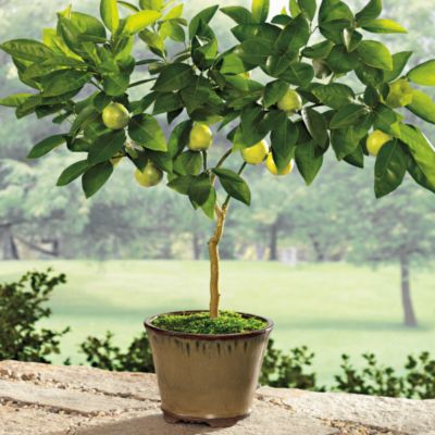 Key Lime Patio Tree