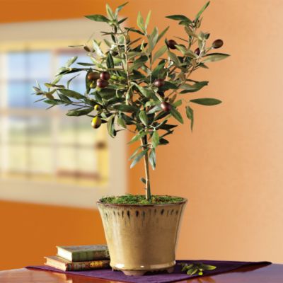 Tuscan Terrace Olive Tree