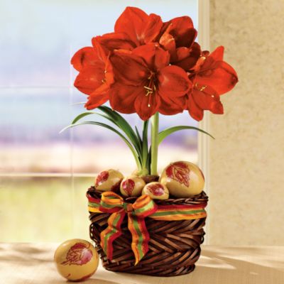 Harvest Moon Amaryllis