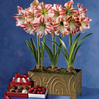 <font color=red>NEW</font> Ambiance Amaryllis Centerpiece with Chocolates