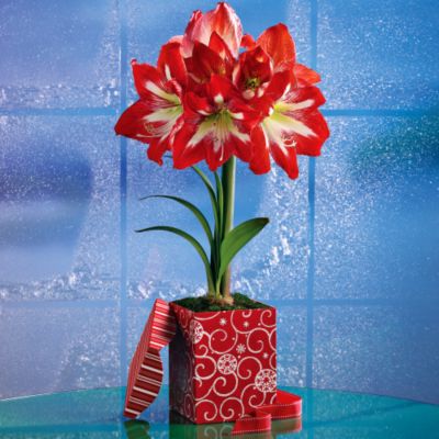 <font color=red>NEW</font> Bethlehem Star Amaryllis