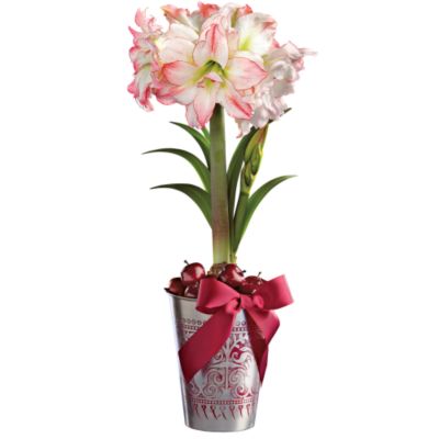 <font color=red>NEW</font> Aphrodite Amaryllis Vase