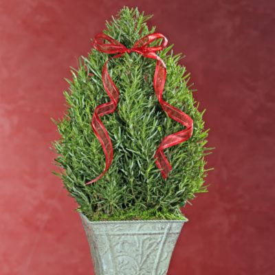 Fragrant Rosemary Topiary