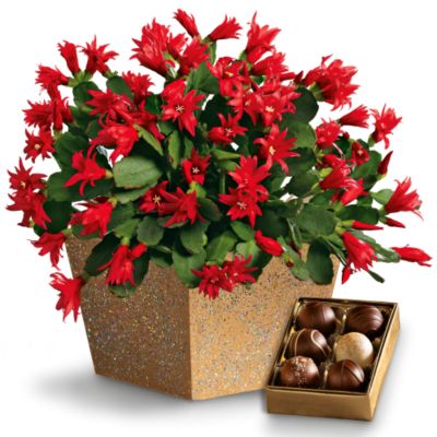 Christmas Cactus &amp; Chocolate Truffles