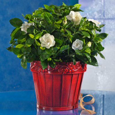 Holiday Gardenia