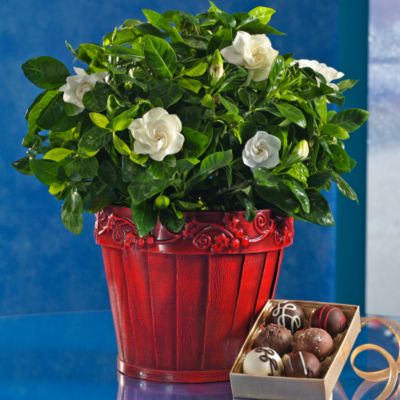Gardenia &amp; Chocolate Truffles