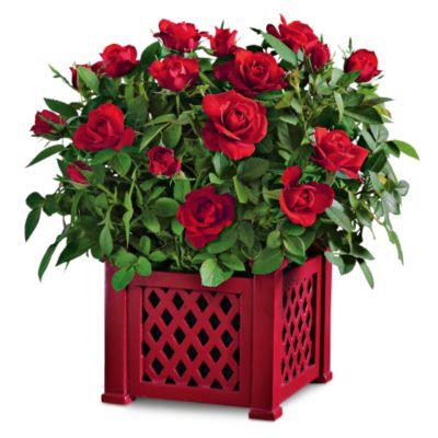 All-Occasion Rose