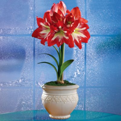 12-month Deluxe Flowering Plant Club (Begins November)