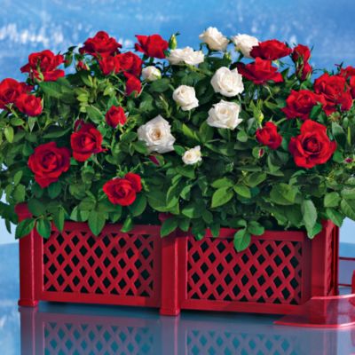 All-Occasion Rose Garden