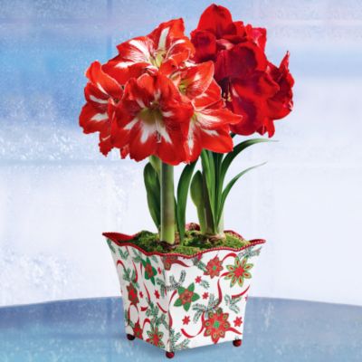 Holiday Scarlet and Candycane Amaryllis in Grand Holiday Container