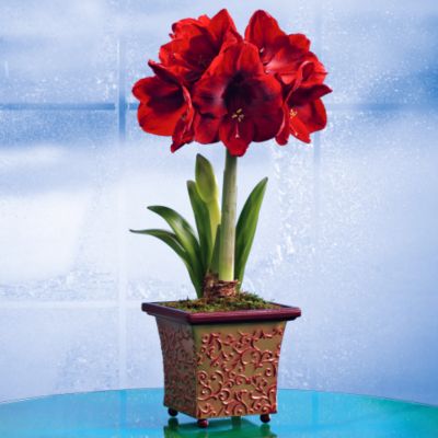 <font color=red>NEW</font> Christmas Crimson Amaryllis