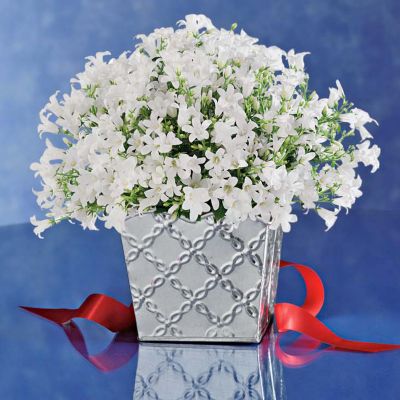 White Campanula