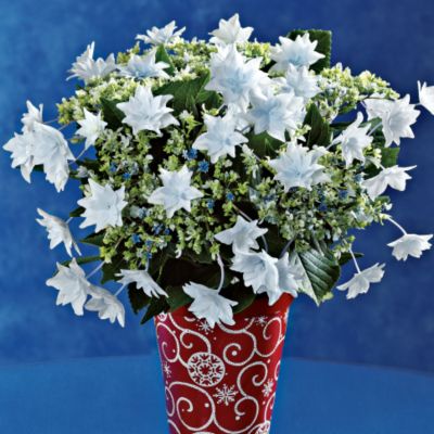<font color=red>NEW</font> Shooting Star Hydrangea