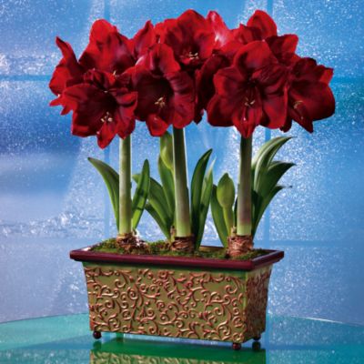 <font color=red>NEW</font> Triple Christmas Crimson Amaryllis in Cachepot